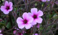 pormenor de flores completas de gerânio-da-madeira, pássaras, rodeadas por inúmeros pedúnculos revestidos de pêlos - Geranium maderense