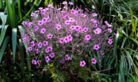 cimeira de pássaras ou gerânio-da-madeira em floração - Geranium maderense