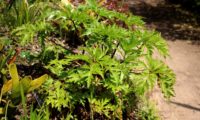 jovem pé folhudo de gerânio-da-madeira ou pássaras - Geranium maderense