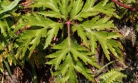 página superior, muito recortada de gerânio-da-madeira - Geranium maderense