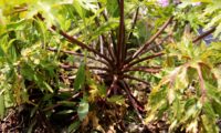 folhas dispostas em roseta, aglomeradas no topo do caule de gerânio-da-madeira ou pássaras - Geranium maderense