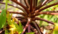 base dos pecíolos castanho-avermelhados dispostos em roseta e aglomerados no topo do caule de gerânio-da-madeira ou pássaras - Geranium maderense