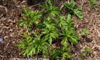 hábito de jovem pé de gerânio-da-madeira ou pássaras no primeiro ano de vegetação - Geranium maderense