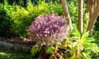 cimeira esférica de pássaras, gerânio-da-madeira em plena floração - Geranium maderense