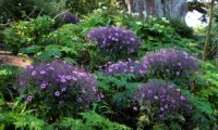 canteiro de pássaras ou gerânios-da-madeira em plena floração no Jardim Georges Delaselle - Geranium maderense