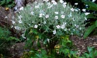 forma característica de gerânio-da-madeira, ou pássaras em plena floração, variedade 'Guernsey White' - Geranium maderense