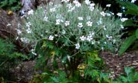 forma característica de gerânio-da-madeira, ou pássaras em plena floração, variedade 'Guernsey White' - Geranium maderense