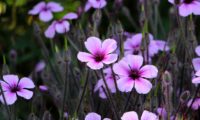 aspecto vaporoso da floração de gerânio-da-madeira ou pássaras - Geranium maderense