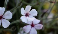 flor branca com o fundo magenta da variedade 'Guernsey White' pássaras, de gerânio-da-madeira - Geranium maderense