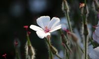flor branca e órgãos reprodutivos avermelhados da variedade 'Guernsey White' de gerânio-da-madeira, pássaras - Geranium maderense
