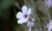 flor com pétalas brancas da variedade 'Guernsey White' de pássaras, gerânio-da-madeira - Geranium maderense