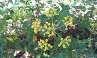 umbela terminal, vista de cima, folhagem de beleza, mata-boi - Bupleurum fruticosum