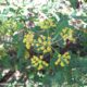 umbela terminal, vista de cima, folhagem de beleza, mata-boi - Bupleurum fruticosum