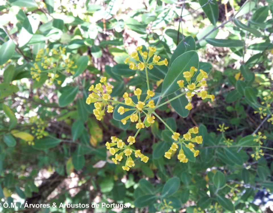 umbela terminal, vista de cima, folhagem de beleza, mata-boi - Bupleurum fruticosum