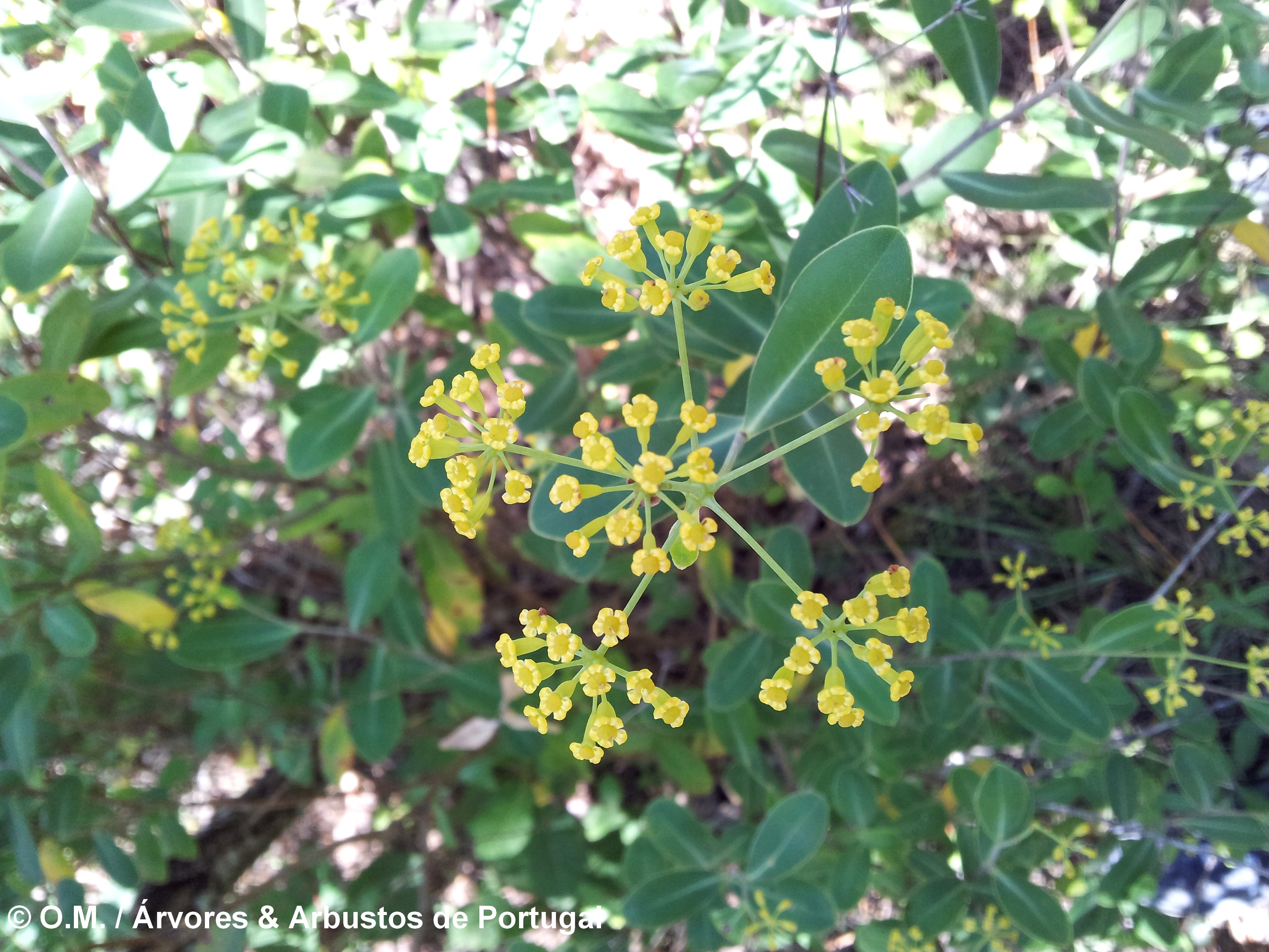 umbela terminal, vista de cima, folhagem de beleza, mata-boi - Bupleurum fruticosum