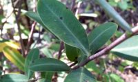 páginas superiores, verde-azulado de beleza, mata-boi - Bupleurum fruticosum