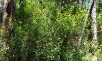 hábito florido de mata-boi - Bupleurum fruticosum