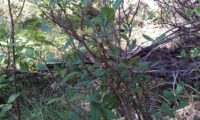 hábito folhudo no meio natural de beleza, mata-boi - Bupleurum fruticosum
