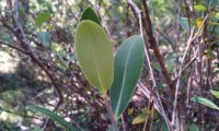 página inferior, verde-claro de beleza, mata-boi - Bupleurum fruticosum