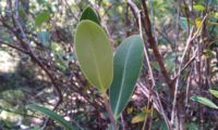 página inferior, verde-claro de beleza, mata-boi - Bupleurum fruticosum