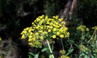 umbela terminal convexa de beleza, mata-boi - Bupleurum fruticosum