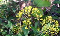 umbelas terminais, flores carnudas e folhagem de mata-boi, beleza - Bupleurum fruticosum