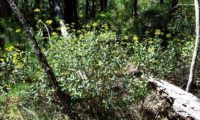 hábito florido e folhudo de beleza, mata-boi - Bupleurum fruticosum