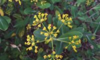 umbela terminal, vista de cima, folhagem de beleza, mata-boi - Bupleurum fruticosum