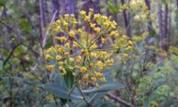 umbela terminal e folhagem de beleza, mata-boi - Bupleurum fruticosum