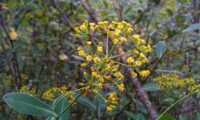 umbela terminal, flores carnudas e folhagem de beleza, mata-boi - Bupleurum fruticosum