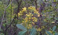 umbela terminal, flores carnudas e folhagem de mata-boi, beleza - Bupleurum fruticosum