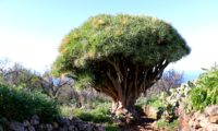 hábito isolado de árvore-dragão, dragoneiro, drago, dragoeiro adulto - Dracaena draco