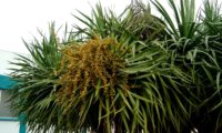 hábito isolado de dragoeiro, árvore-dragão, dragoneiro, drago, em frutificação - Dracaena draco