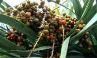 frutificação em maturação de dragoeiro, árvore-dragão, dragoneiro, drago - Dracaena draco