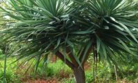 hábito com ramificação dicotómica de jovem dragoeiro, árvore-dragão, dragoneiro, drago - Dracaena draco