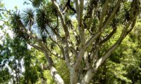hábito florestal adulto de dragoeiro, árvore-dragão, dragoneiro, drago - Dracaena draco