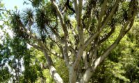 hábito florestal adulto de dragoeiro, árvore-dragão, dragoneiro, drago - Dracaena draco