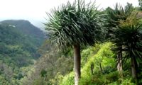 grupo de jovens dragoeiros, árvores-dragão, dragoneiro, drago - Dracaena draco