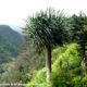 grupo de jovens dragoeiros, árvores-dragão, dragoneiro, drago - Dracaena draco
