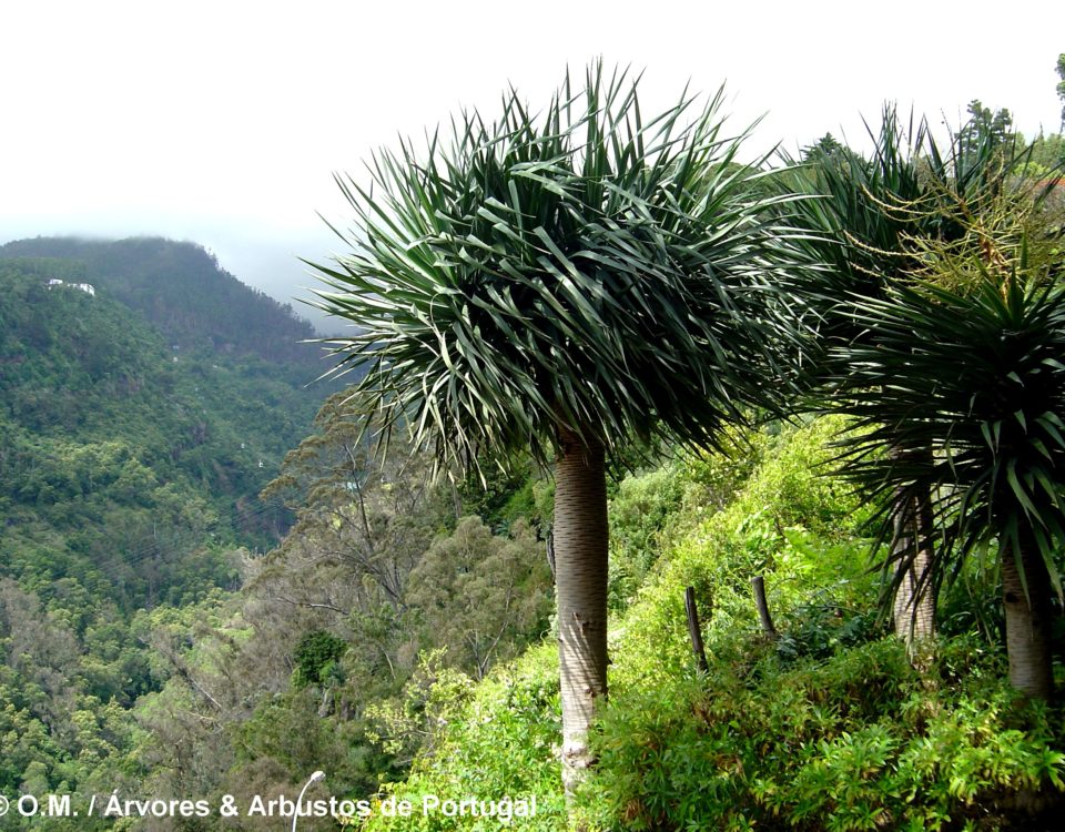 grupo de jovens dragoeiros, árvores-dragão, dragoneiro, drago - Dracaena draco