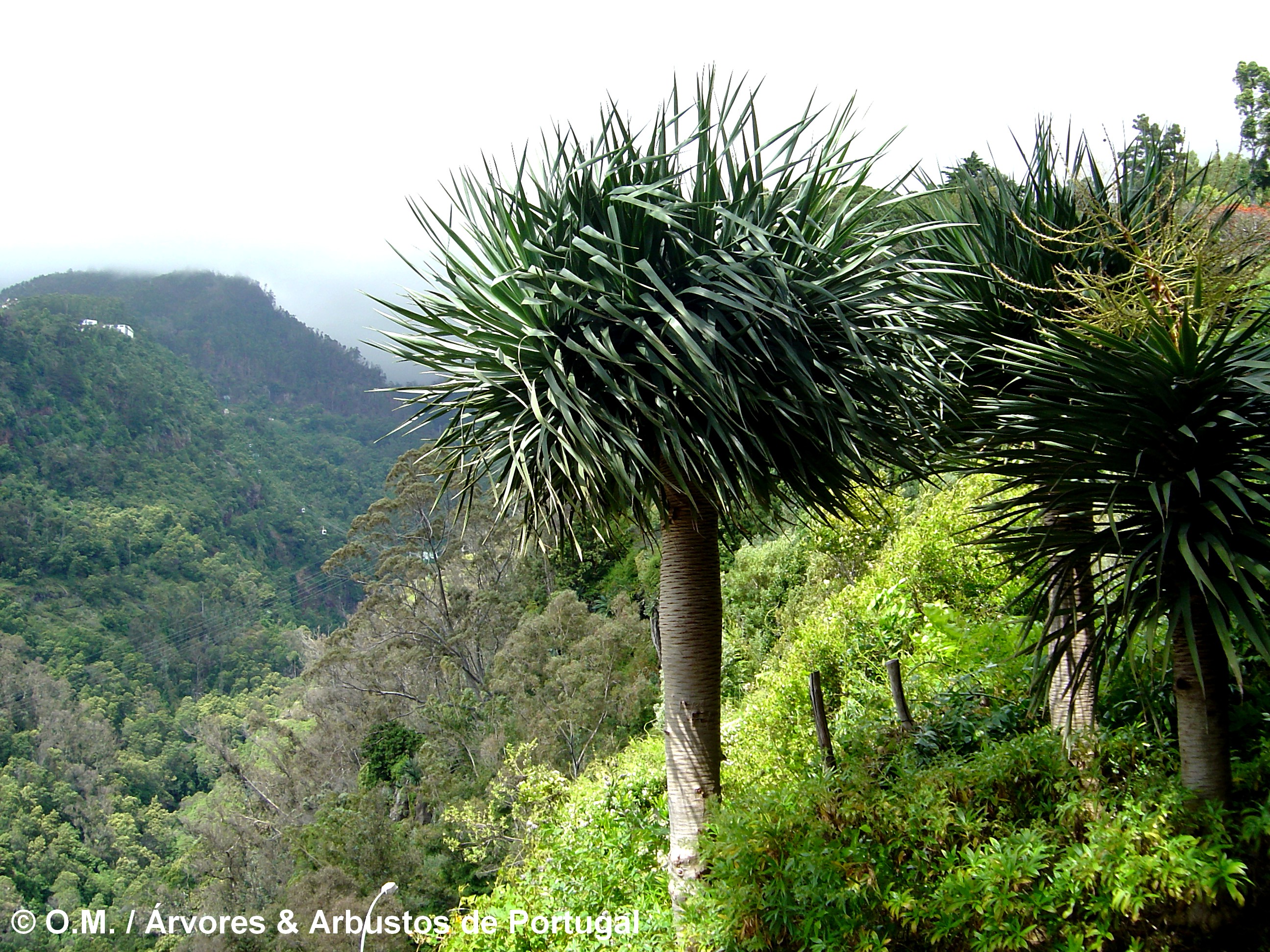 grupo de jovens dragoeiros, árvores-dragão, dragoneiro, drago - Dracaena draco