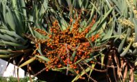 hábito isolado, em guarda-sol de dragoeiro, árvore-dragão, dragoneiro, drago, com floração e frutificação concomitante - Dracaena draco