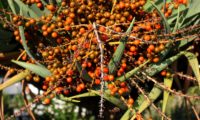 cachos de frutos maduros de dragoeiro, árvore-dragão, dragoneiro, drago - Dracaena draco