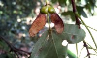 dissâmaras quase maduras de zêlha, enguelgue, bordo-de-mompilher - Acer monspessulanum