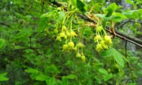 inflorescências de zêlha, enguelgue, bordo-de-mompilher - Acer monspessulanum