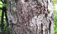 ritidoma adulto, escamoso que se deprende em placas, de zêlha, enguelgue, bordo-de-mompilher - Acer monspessulanum