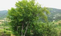 copa irregular de zêlha isolada - Acer monspessulanum