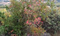 hábito outonal colorido de zêlha - Acer monspessulanum