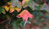 páginas superiores de zêlha, enguelgue, bordo-de-mompilher cores outonais - Acer monspessulanum