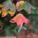 páginas superiores de zêlha, enguelgue, bordo-de-mompilher cores outonais - Acer monspessulanum